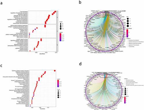 Figure 3. Gene ontology (GO) functional enrichment and Kyoto Encyclopedia of Genes and Genomes (KEGG) pathway analysis of the differentially expressed genes (DEGs). (a) the top 10 enriched biological processes (BP), cell components (CC), and molecular functions (MF) from the GO enrichment. (b) Circos plots show the primary relationship between the DEGs and GO enrichment terms. (c) the top 30-enrichment pathway terms from the KEGG pathway analysis. (d) Circos plots show the pathways in the KEGG pathway that were closely related to the DEGs