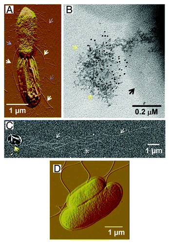 Figure 1. Images of AGE-modified Salmonella bearing different bacterial surface appendages. (A) Depicted is an image of S. Typhimurium P1-pHCCitation34 overexpressing ETEC CFA/I fimbriae as observed by atomic force microscopy. Narrow blue arrows indicate CFA/I fimbriae while bold white arrows indicate flagella. (B) Depicted is an image of S. Typhimurium P1-pHFCitation39 overexpressing Yersinia pestis F1 capsule as observed by field emission microscopy. The capsule is labeled with 20 nm immunogold particles (black spots). Narrow yellow arrows indicate the capsular proteins secreted by the cell forming a mushroom-like structure, which is in the early stage of capsule formation. Bold black arrows indicate the bacterial cell. (C) Depicted is an image of S. Typhimurium P1-pTP2DC+CCitation40 expressing flagella as observed by field emission microscopy. Narrow white arrows indicate flagella while bold yellow arrow indicates bacterial cell. (D) Depicted is an image of wt S. Typhimurium as observed by atomic force microscopy.