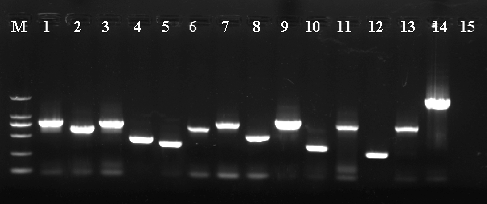 Figure 4. PCR amplification of the prey vector in positive clones.