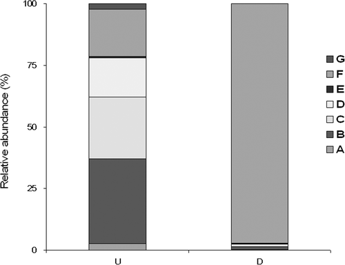 Figure 3. Relative abundance of ecological traits groups (Usseglio-Polatera et al. Citation2000) in the functional feeding group presence in the upstream (U) and downstream (D) reaches of Caramagna Creek.