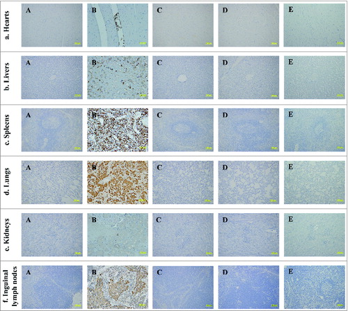 Figure 2. The F1 antigen of Y. pestis was identified by immunohistochemitry staining. Bacteria were visualized as those expressing F1 antigen (brown and yellow stain). (A) Tissue sections from the animals infected intravenously with 9 × 108 CFU of the Y. pestis Microtus 201. (B) Tissue sections from the animals infected intravenously with 1.28 × 1010 CFU of the Y. pestis Microtus 201. (C) Tissue sections from the animals infected intravenously with 9.6 × 108 CFU of the vaccine EV. (D) Tissue sections from the animals infected intravenously with 1.5 × 1010 CFU of the vaccine EV. (E) Tissue sections from one normal animal that was neither immunized with the Y. pestis Microtus 201 or the EV vaccine. Numerous bacteria were observed in the tissue of hearts (a), livers (b), spleens (c), lungs (d), kidneys (e) and lymph nodes (f) of the dead animals after infection with approximately 1010 CFU of the Y. pestis Microtus 201 (B). No bacterium was found in other groups of animals (A, C and D) and the control animal (E).