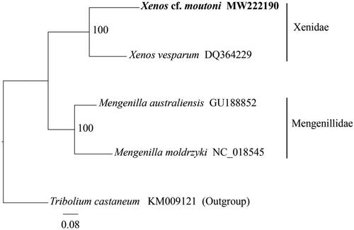 Figure 1. The phylogenetic tree of four strepsipteran species based on the nucleotide sequence of concatenated 13 protein-coding genes (PCGs) and two ribosomal RNA genes (rRNAs) using maximum likelihood (ML) analysis. Red flour beetle Tribolium castaneum was selected as the outgroup. The values at the nodes show the bootstrap support calculated using the maximum likelihood method with 100 replicates.