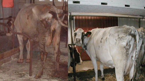 Figure 1 Photographs of Stage IV, end-stage, diseased cow, Green-4, before and after Dietzia treatment. Photo on the left is prior to treatment and photo on the right is four months post-treatment: note increase in body mass and improved coat appearance.