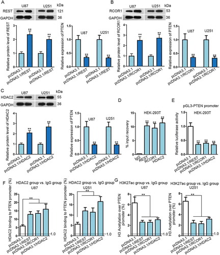 Figure 5. PTEN transcription was inhibited by the REST/RCOR1/HDAC2 complex in glioma. (A–C) Transfection efficiency of pcDNA3.1/REST, pcDNA3.1/RCOR1 or pcDNA3.1/HDAC2 in U87 and U251 cells were assayed via Western blot. Relative expression of PTEN in U87 and U251 cells transfected with above transfection plasmids was determined by qRT-PCR. (D–G) The inhibition of REST/RCOR1/HDAC2 complex on PTEN transcription was verified through ChIP and luciferase reporter assays. **P < 0.01.