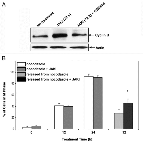 Figure 5 Statistical Analysis. three independent repeats were conducted in all experiements. Error bars represent these repeats. A Student's T test was used and a p value of <0.05 was considered significant. JAK inhibition affects mitotic checkpoint. JAK inhibitor enhanced cyclin B1 expression in the population, but JAK inhibitor plus GW5074 did not. Cells were treated with JAK inhibitor or JAK inhibitor plus GW5074 and subject to western analysis of cyclin B1. Actin was a lane loading control. (A). JAK inhibitor retarded mitotic exit. Cells were treated with nocadazole or nocadazole plus JAK inhibitor. The nocadazole induced a G2/M arrest measured by flow cytometry. Both JAK inhibitor untreated and treated populations arrested with indistinguishable rates. Both populations were then released from nocadazole, one in the absence of JAK inhibitor and the other continued to be JAK inhibitor treated. The JAK inhibitor cells showed a slower exit from mitosis, that is a higher mitotic index, 12 hours after release. The asterisk indicates statistical significance at p < 0.05, n = 3. (B, Left to right shows the percentage of cells with G2/M DNA content at 0, 12 and 24 hrs of treatment with nocodazole or nocodazole plus JAK inhibitor and at 12 hrs after release from the nocodazole).