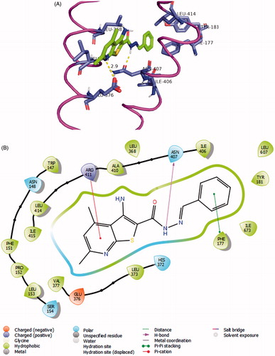 Figure 4. (A) Compound 7a (coloured green) docked into the active site of 5-LOX. The α2 helix is seen to the left and the arched helix is located to the right (both coloured magenta). The hydrophobic residues interacting with the ligand Leu-368, Leu-373 (of α2 helix), Ile-406, and Leu-414 (of arched helix) are shown. The FY cork residues Phe-177 and Tyr-181 are seen to the top of the image. The graphics of this image was generated using Pymol free software (https://pymol.org/2/). (B) 2D representation of the interactions of 7a with the active site of 5-LOX generated using Maestro visualiser.