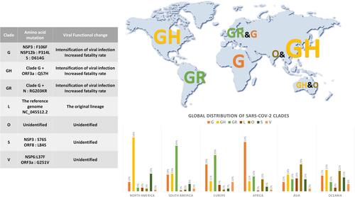 Figure 2 Global distribution of SARS-CoV-2 Clades (26 June 2020). The distribution of clades by continent (North America, South America, Europe, Africa, Asia, and Oceania) was plotted as a percentage and the major clades of each continent were indicated. Amino acid mutations are indicated for each clade, and the resulting changes in the function of SARS-CoV-2 are summarized using a table.