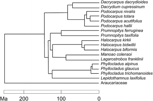 Figure 2 Relationships within some Podocarpaceae, abridged from a maximum likelihood supertree constructed by Burleigh et al. (Citation2012), showing sister relationship of Manoao and Lagarostrobos, Halocarpus as a distinct and monophyletic lineage, and also the paraphyly of Podocarpaceae if Phyllocladus and Prumnopitys are excluded. Estimated ages of branching events also shown.