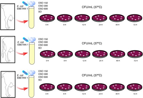 Figure 1. Illustration of the experimental design used in this study and timeline. Goat, cow and sheep milk (G, C and S groups respectively) inoculated with E. coli EBETAN-1 HUGCDN. In each subgroup (n = 12), resulting from the combination of types of milk (G, C and S) with different types of ozonated sunflower oil (OSO150, OSO 300 and OSO 600) or not- ozonated sunflower oil (SO) the colony-forming units of E. coli EBETAN-1 HUGCDN per mL of milk (CFU/mL), at 0, 8, 12, 24, 48 and 72H incubation at 37°C were calculated.