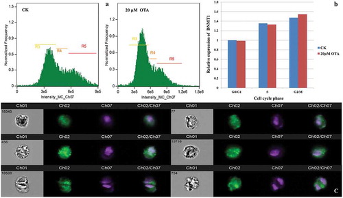 Figure 2. Single cell immunofluorescence revealed an increased expression of DNMT1 corresponded to the DNA content during cell cycle progression in HKC cells. (A) Three gates based on DNA content (intensity of Ch07) were set. R3, R4, and R5 represent the G0/G1, S, G2/M phase, respectively. (B) Semiquantitation of the DNMT1 expression in each cell cycle phase and each group was obtained using the IDEAS analysis software. Each calculated mean value was normalized with that of G0/G1 phase of CK, representing a relative expression level. The resulting ratio in the G0/G1 phase of CK was normalized to 1. (C) The visualization of DNMT1 expression in randomly selected single cells. Images in channel 01 (Ch01) were captured in the wild field. Signals from Alexa Fluor 488 and Hoechst 33,342 were captured in Ch02 and Ch07, respectively. Merged images are shown in Ch02/Ch07. Representative cells in the left lane are from group CK: No. 18,545 at G0/G1, No. 456 at S, and No. 18,500 at G2/M phase, respectively. Representative cells in the right lane are from group OTA: No. 77 at the G0/G1, No. 15,716 at S, and No. 734 at G2/M phase, respectively.