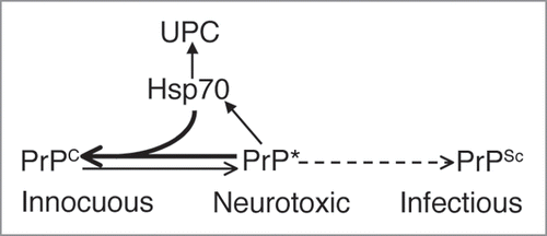 Figure 3 Model for Spontaneous PrP Misfolding and Hsp70 Aactivity. Flies expressing wild type PrP from hamster accumulate a harmless conformer with the biochemical properties of PrPC. Over time, PrP misfolds and converts into a neurotoxic conformation that is insoluble, resistant to denaturing agents, and contains PrPSc epitopes, but is also PK-sensitive (PrP*). This isoform is possibly an intermediary in the metabolism of infectious PrPSc in typical TSE, but it may also exist as an independent pathway. Hsp70 prevents or delays the accumulation of misfolded PrP conformers by either re-folding or tagging them for degradation by components of the Ubiquitin-Proteasome Complex (UPC).