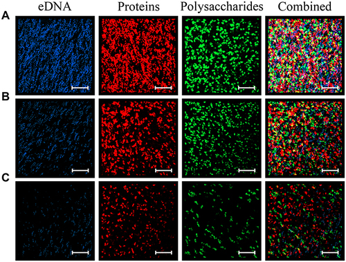 Figure 5 Visualization of the biofilm matrix levels of representative E. coli isolates with different biofilm-forming capabilities (strong (A), medium (B) and weak (C)) by confocal laser scanning microscopy (CLSM) combined with three fluorescent dyes. Film Tracer SYPRO Ruby, WGA and DAPI were employed to stain proteins, polysaccharides and eDNA within the biofilm, respectively. Scale bars represent 10 μm.