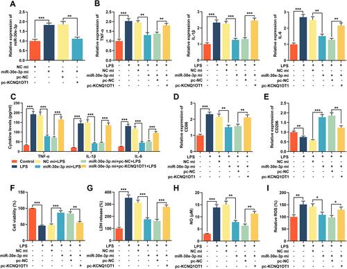 Figure 4 KCNQ1OT1 reversed the inhibitory effect of miR-30e-3p on LPS-induced neuroinflammation and neuronal apoptosis in HMC3 cells. MiR-NC, miR-30e-3p mimics, miR-30e-3p mimics + pc-NC or miR-30e-3p mimics + pc-KCNQ1OT1 were transfected into HMC3 cells, respectively. (A) The expression level of miR-30e-3p was detected by RT-qPCR. (B) RT-qPCR was used to detect the expression level of TNF-α, IL-1β and IL-6 mRNA. (C) ELISA was used to detect TNF-α, IL-1β and IL-6 in the cell culture supernatant of HMC3 cells. (D and E) RT-qPCR was used to detect the expression level of CD86 and CD206. (F) MTT assay was used to detect the viability of HMC3 cells. (G) The neuronal injury was detected using LDH cytotoxicity detection kit. (H and I) The levels of NO and ROS were detected. All experiments were performed in triplicate. *P<0.05, **P<0.01 and ***P<0.001.