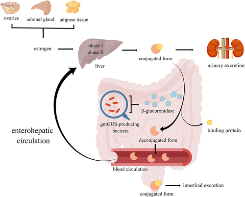 Figure 1. Estrogen produced by the ovaries, adrenal glands, and adipose tissue is metabolized in the liver within two phases to form a biologically inactive conjugated form, and the conjugated estrogen is deconjugated by β-glucuronidase encoded by gut microbiota and changes to a deconjugated form with biological activity, some of which is excreted in the stool and urine, while some of which is reabsorbed into the blood circulation and returned to the liver and this process is called enterohepatic recycling of estrogen.