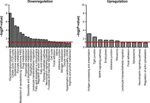 Figure 5 The pathways associated with the downregulation and upregulation of the protein responses 24 hours after exposure to ZnONP.Notes: The pathways were determined using DAVID analysis. An enhanced score (−log[P-value]) ≥1.3 threshold (red line) was considered to be significant.Abbreviations: ZnONP, zinc oxide nanoparticle; TCA, tricarboxylic acid; DAVID, Database for Annotation, Visualization and Integrated Discover.