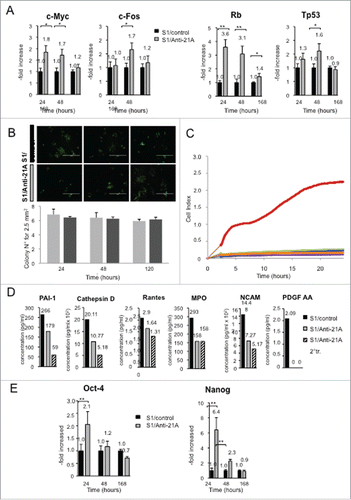 Figure 2. Anti-21A RNAs-dependent proliferation boost does not lead to the acquisition of tumorigenic potential. (A) Real time RT-PCR analysis of oncogenes and oncosuppressors in S1 cells transfected with Anti-21A RNAs; results (gray columns) are normalized to the water-transfected samples (black columns). (B) Colony-forming potential in Methocult of S1 cells transfected with Anti-21A RNAs and/or water (control). Scale bar: 1000 μm. (C) Real-time monitoring migration and invasion of S1 cells transfected with Anti-21A RNAs using the xCELLigence Migration and invasion assay. Blue, Huvec FBS- cells; green, S1 FBS-, Azure, S1 Anti-21A RNAs-transfected FBS-; magenta, HUVEC FBS+; violet, S1 FBS+; orange, S1 Anti-21A RNAs-transfected FBS+. Cells were seeded and their migration was monitored for 24 hours. Cells maintained in serum-free media served as a control. (D) Analysis of secreted cytokines in S1 cells transfected with Anti-21A RNAs (empty bars) or water control (full bars) by MILLIPLEX technology; the amount of cytokines secreted after a 2° treatment of Anti-21A are reported (striped bars). (E) Real time RT-PCR expression analysis of stemness markers; results are reported as Anti-21A/water control ratio. (*p < 0.05; **p < 0.01).