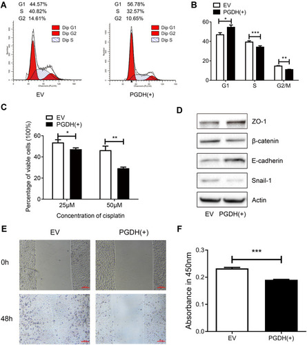 Figure 6 15-PGDH overexpression leads to G1/S arrest, increases cell susceptibility to cisplatin, and inhibits EMT process. (A) A representative cell cycle analysis determined by flow cytometry of EV and PGDH(+) cells. (B) Cell cycle analysis of EV and PGDH(+) cells. (C) Percentage of viable cells between EV and PGDH(+) cells treated with different concentrations of cisplatin for 30 h. (D) Western blotting of expression levels of ZO-1, β-catenin, E-cadherin, Snail1, and β-actin in EV and PGDH(+) cells. (E) Cell migration capacity of EV and PGDH(+) cells were determined by wound healing assay. Scale bar, 200 μm. (F) Cell invasion capacity of EV and PGDH(+) cells were determined using transwell assay. All values represent mean from three biological replicates ± SEM. Data were analyzed using Student’s t-test. *p < 0.05, **p < 0.01, ***p < 0.001.