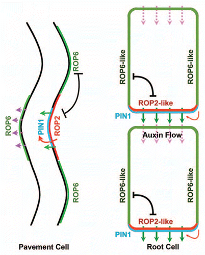Figure 2 ROP GTPase regulation of PIN protein localization in different cells. In leaf PCs, ROP2 promotes PIN1 PM localization at the lobe tip and further initiates a positive feedback at this region. The mutual inhibition between ROP2 and ROP6 help to restrict the localization of PIN1 at the lobe site. In root vascular cells, ROP2 or ROP2-like pathway is speculated to participate in a positive feedback at the basal site that continuously promotes PIN1 localization and auxin flow. In other sides, a ROP6 or ROP6-like pathway is speculated to inhibit the ROP2 pathway that further restricts PIN1 localization to the basal site.
