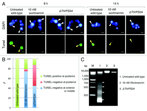 Figure 4. A critical role of PtdIns3K activity in DNA degeneration. (A) TUNEL assay results of wortmannin (10 nM)-treated cells and TtVPS34∆ crossings. The cells were sampled at 8 h (left panel) and 14 h (right panel) for the assay. White arrowheads, parental macronucleus; asterisks, developing new macronuclear anlagen; yellow arrowheads, TUNEL-positive parental macronucleus. Scale bars: 10 μm. (B) Relation between reactions of parental macronucleus to TUNEL assay and its localization. Measurements were done on more than 100 cells. (C) Agarose gel electrophoresis using fragmented macronuclear genome extracted from conjugating cells at 8 h. Arrows in the picture correspond to a DNA ladder pattern at ~180 bp intervals. M denotes a DNA sample marker.