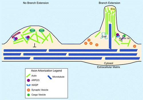 Figure 1. Synaptic arborization and the actin cytoskeleton. Cartoon diagram of the involvement of local actin structures in the decision to not extend (left) or extend (right) an axon arbor. Proteins and structures are not drawn to scale. On the left, an Arp2/3-dependent F-actin network retards the advance of microtubules, preventing the stabilization of nascent filopodia. Presence of the capping protein, Eps8 prevents the extension of actin filaments into long, unbranched bundles. Syndapin localizes N-WASP to the membrane, where it can activate the Arp2/3 complex to form a dendritic array of F-actin. On the right, a nascent axon branch is forming. Such nascent branches are promoted by actin nucleating factors such as Cobl and Arp2/3. Supporting the organization of actin into long, unbranched filaments are proteins of the Ena/VASP family. Myosin Va may support these branch extensions through the local trafficking of materials. Note that a microtubule successfully invaded this nascent branch. Note also the relationship between synaptic vesicle clusters and branch extension. This spatial correlation between presynapses and axon arbor extensions has been observed in numerous systems and may reveal the presence of share actin regulatory components at presynaptic sites and at synaptic arbors.