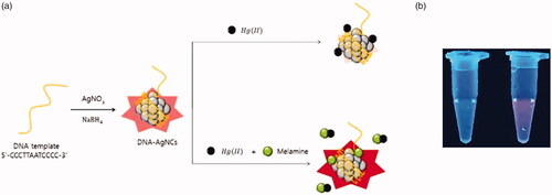 Figure 1. (a) The schematic illustration for the fluorescence, turn-on detection of melamine based on its dual functions as fluorescence enhancer of DNA-AgNCs and Hg(II) scavenger. (b) Photographs under UV light (354 nm). The left and right samples show the case in the absence and presence of melamine, respectively.