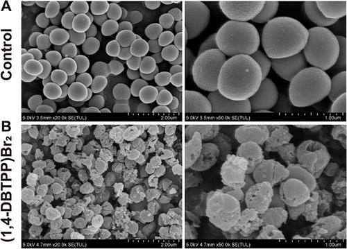 Figure 3 Scanning electron microscopy (SEM) images of Methicillin-resistant Staphylococcus aureus treated with (A) phosphate-buffered saline or (B) (1,4-DBTPP)Br2 at 35 °C for 24 h.