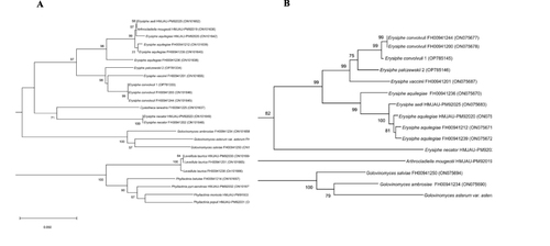 Figure 4 Phylogenetic relationships of partial CAM (A) and GS (B) gene sequences determined by Neighbor-Joining gene phylogeny. The numbers in the nodes indicate the levels of bootstrap support obtained with the use of 1000 resampled datasets. The branch points have bootstrap values ≥55%. The accession numbers for the reference sequences are given in parentheses.
