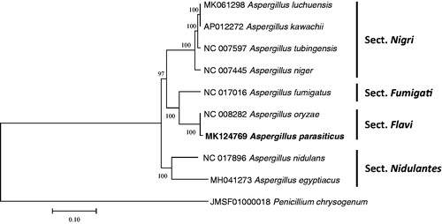 Figure 1. Neighbor joining phylogenetic tree (bootstrap repeat is 10,000) of nine Aspergillus mitochondrial genomes and one Penicillium mitochondrial genome: Aspergillus parasiticus (MK124769 in this study), Aspergillus luchuensis (MK061298), Aspergillus kawachii (AP012272), Aspergillus egyptiacus (MH041273), Aspergillus tubingensis (NC_007597), Aspergillus nidulans (NC_017896), Aspergillus niger (NC_007445), Aspergillus oryzae (NC_008282), Aspergillus fumigatus (NC_017016), and Penicillium chrysogenum (JMSF01000018). The numbers above branches indicate bootstrap support values of neighbor joining phylogenetic tree.