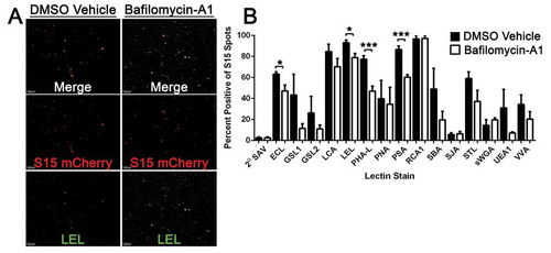 Figure 7. S15Ch+ EVs and Lectin co-localization is altered during lysosomal impairment. (a) The cultured media from S15Ch 293Ts was incubated with the indicated biotinylated lectins followed by Alexa 488 streptavidin to determine the glycan profile of EVs under both DMSO Vehicle (DMSO) and 100 nM Bafilomycin-A1 (BafA1) treated conditions. (b) Data shown is the mean percent co-localization summation of at least three independent media preparations and coverslips. Significant differences between control and BafA1 treated samples were determined via two-tailed T-test. *p < .05, **p < .01, ***p < .001.Error bars show standard error of the mean.