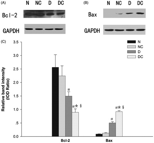 Figure 2. Effect of contrast media on Bcl-2 family proteins expression. Representative western blot findings of Bcl-2 (A) and Bax (B) in the kidney of each group. Diabetic rats had higher Bax and lower Bcl-2 expression than normal rats in the contrast media treated group (both p < 0.01) (C). The expression of Bcl-2 was also significantly decreased and the expression of Bax was significantly increased in the diabetic kidney after intravenous injection of meglumine diatrizoate compared with normal saline (both p < 0.05) (C). IOD = integrated optical density #p < 0.05 versus N group; *p < 0.05 versus NC group; §p < 0.05 versus D group.