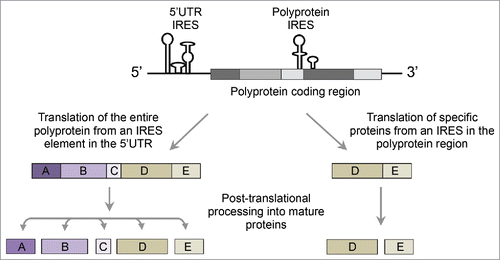 Figure 2. Hypothetical model for specific proteins translation from [+]ssRNA genomes. Uncapped [+]ssRNA genomes harbor IRES elements at the 50UTR and along the polyprotein coding region. In the characterized mechanism (left) ribosomes initiate translation from the 50UTR IRES to produce the polyprotein precursor. Cleaving the polyprotein by proteases result in equimolar amounts of viral proteins. In the hypothetical model (right) ribosomes initiate translation from an IRES element along the polyprotein region resulting in the production of specific subset of the viral proteome.