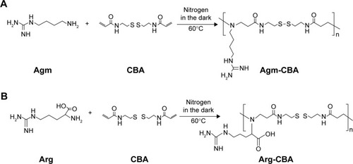 Scheme 1 Schematic synthesis routes of Agm-CBA (A) and Arg-CBA (B).Abbreviations: Agm, agmatine; CBA, N,N′-cystamine bisacrylamide; Arg, arginine.