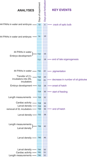 Figure 1. Timeline of the experiment. Left-hand axis represents the days of experiment (T) with key experimental and sampling events annotated (black font); right-hand axis represents the age of the capelin early life stages in days post fertilization (dpf), with key embryo developmental stages (violet font).