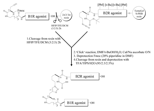 Scheme 1. Construction of a Nα-linked B1R/B2R agonist heterodimer utilizing “click” chemistry and Aca linker. Chemistry conjugation reaction between an alkyne-containing B1R agonist molecule (Fmoc-G(propargyl)-Aca-Lys-Arg-Pro-Pro-Gly-Phe-Ser-Pro-DPhe-OH) and an azide-containing B2R agonist molecule (Boc-Lys(N3)-Arg(Pdf)-Pro-Hyp(t-Bu)-Gly-Thi-Ser(t-Bu)-NChg-Thi-Arg(Pbf)). The peptide B1R agonist (in solution) and the peptide B2R agonist (immobilized on the solid-phase) were then joined at their N-terminal side via a triazole linker, made by “click” chemistry. Heterodimer was then deprotected, cleaved from resin and purified to homogeneity by using RP-HPLC and mass spectrometry. Abbreviations: Aca, ε-aminocaproyl; HFIP, 1,1,1,3,3,3-hexafluoroisopropanol; TFE, 2,2,2-trifluoroethanol; TIPS, triisopropylsilane; TFA, trifluoroacetic acid; Aca, 6-amino caproic acid; t-BuOH, tert-butanol. Hyp, trans-4-hydroxy-l-proline; Thi, β-(2-thienyl)-l-alanine; NChg, N-cyclohexyl-glycine.