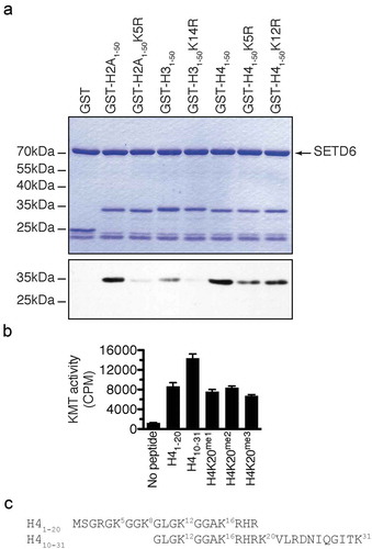 Figure 2. SETD6 methylates GK motifs in canonical histones. (a) SETD6 was used to methylate the indicated recombinant histone tails. Samples were analysed by SDS-PAGE, then either stained with Coomassie (top panel) or transferred to PVDF membrane and autoradiographed (bottom panel). (b) KMT assays were performed with SETD6 on H4 peptides. (c) Sequence of H4 peptides used in panel B with each lysine numbered.