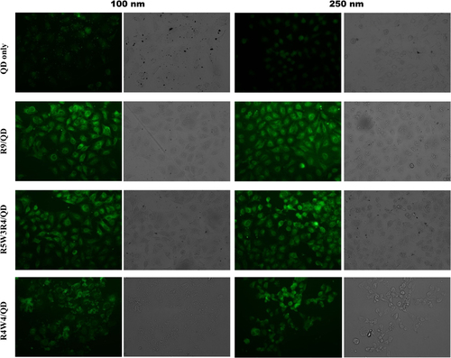 Figure 4. Images of cellular uptake of QD–CPP complexes. Cells were treated with 100 and 250 nM of QDs, or QD–R9, QD–R5W3R4 and QD–[RW]4 mixture (1/40).