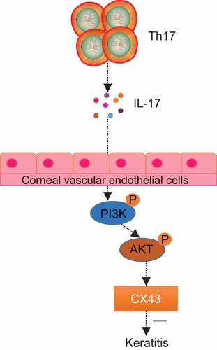 Figure 7. IL-17 inhibited fungal keratitis by reducing the level of CX43 through the AKT signaling pathway. In fungal keratitis, IL-17 secreted by Th17 cells could inhibit the expression of CX43 in the limbal vascular endothelial cells through the AKT signaling pathway, thus inhibiting the development of fungal keratitis.