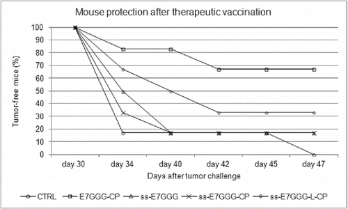 Figure 8. Growth inhibition of experimental TC-1-induced tumors after therapeutic vaccination of mice with ss-E7*, ss-E7*-CP and ss-E7*-L-CP. Results are presented as the percentage of tumor-free mice. The presence of tumors was monitored by palpation twice per week. The animals were sacrificed on day 47 after tumor challenge, when all the animals with tumors were euthanized for ethical reasons. E7*-CP was administered for comparison of efficacy data.