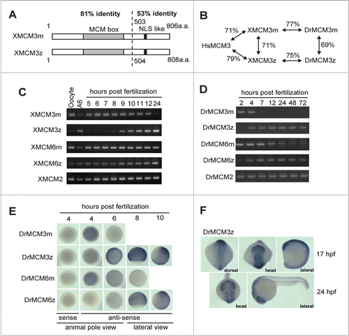 Figure 1. Two types of MCM3 genes in Xenopus and zebrafish. (A) Schematic structures of maternal and zygotic MCM3 proteins. (B) Comparison of primary structures of various MCM3 proteins. (C) Expression of Xenopus MCM genes during early development. cDNAs were prepared from oocytes, A6 cells or developing embryos, and expression of Xenopus MCM genes was examined by RT-PCR using gene specific primers. (D) Expression of zebrafish MCM genes during early development. cDNA was prepared from developing embryos, and expression of MCM genes was examined by RT-PCR using gene-specific primers. (E and F) Expression of MCM genes examined by whole mount in situ hybridization. Embryos were fixed at the indicated time points and stained with labeled RNA probe. A sense strand probe was used as a negative control.