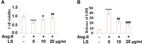 Figure 6 Loxoprofen sodium prevented Ang-II-induced reduction of cell viability and release of lactate dehydrogenase (LDH) in HUVECs. Cells were treated with 10 µM angiotensin II in the presence or absence of Loxoprofen sodium (10, 20 μg/mL) for 24 h. (A) Cell viability (N=3); (B) release of LDH (****, P<0.0001 vs vehicle group; #, ##, ###, P<0.05, 0.01, 0.001 vs Ang-II treatment group, N=3).