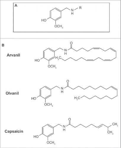 Figure 1. A diagram representing the structure of capsaicinoids and capsaicin-analogs. (A) General structure of capsaicinoids. R = alkyl group. (B) Molecular structure of arvanil, olvanil and capsaicin.