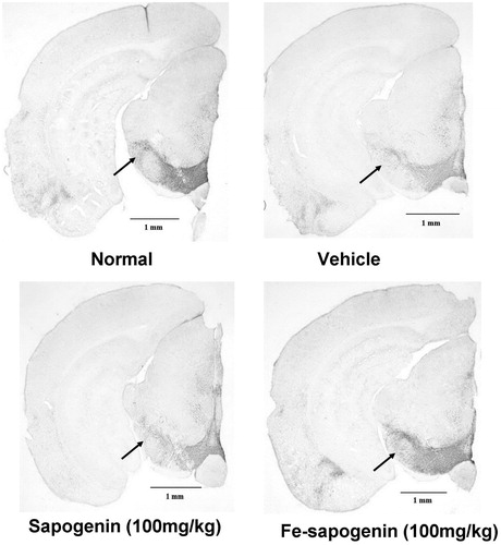 Figure 6. Tyrosine hydroxylase (TH) immunohistochemistry of substantia nigra sections in mice with different treatments. The photos were taken by camera in 50× magnification.