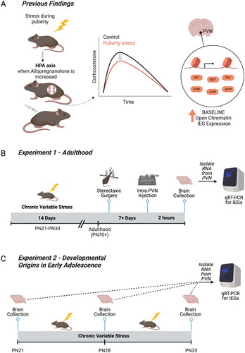 Figure 1. Relevant prior findings and experimental timelines for the current study. (A) We previously established that chronic variable stress (CVS) during puberty leads to a blunted hypothalamic-pituitary-adrenal axis in adulthood only when allopregnanolone is present at high levels in the brain, including during pregnancy and under allopregnanolone treatment (Morrison et al., Citation2017; Citation2020). We identified the paraventricular nucleus of the hypothalamus (PVN) as a key tissue of the HPA axis that was reprogrammed by pubertal stress. Pubertal stress and pregnancy combined to lead to an altered chromatin landscape, including an increase in the number of open chromatin sites, and permissive expression of six immediate early genes (IEGs) at baseline. These findings suggest that IEGs play a mechanistic role in the puberty-stress induced phenotype that is apparent during times of dynamic change in allopregnanolone, including pregnancy. (B) Here, we directly tested the relationship between allopregnanolone within the PVN and the puberty stress associated IEG expression. Female and male mice were exposed to CVS from PN21-34. In adulthood, mice were implanted with a double-barrel cannula aimed at the PVN. Following recovery, mice were injected with either vehicle or allopregnanolone. Two hours later, brains were collected and processed for the measurement of gene expression. (C) We further examined a potential mechanistic role for IEG expression during the pubertal stress window. Brains were collected in baseline, non-stimulated conditions from female and male mice at either at PN21 (Control only), PN28 (Control and CVS, 24 h after 1 week of pubertal stress), or PN35 (Control and CVS, 24 hours after the full 2 weeks of pubertal stress). Brains from CVS mice were collected 24 hours after exposure to the last stressor. Created with BioRender.com.