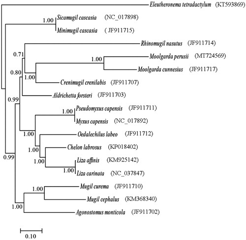 Figure 1. The phylogenetic relationships of the family Mugilidae based on the nucleotide sequence of 13 protein-coding genes in the mitochondrial genome. The tree was constructed based on Bayesian inference (BI) methods using MrBayes software (Ronquist and Huelsenbeck Citation2003). The Eleutheronema tetradactylum (KT593869) was used as outgroup.