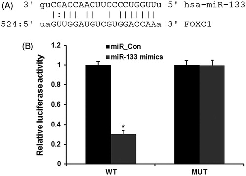 Figure 3. FOXC1 is a direct target of miR-133 in glioma. (A) miRNA target soft predicted the target site of miR-133 on the 3’UTR of FOXC1 mRNA. (B) dual-luciferase reporter assay revealed the target role of miR-133 on FOXC1.