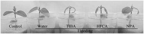 Figure 2. Primary leaf epinasty induced by TIBA, HFCA, and NPA under flooding. The plants were photographed after 3 d of treatment. Three to five plants were used in each treatment.