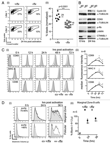 Figure 5. CTNNBL1 deficiency delays cell enlargement and S-phase entry but not the upregulation of early activation markers. (A) Comparison of blasting of splenic B cells from littermate pairs of mb1-Cre Ctnnbl1-/flx and control mice after 24 h of incubation with LPS as monitored by cell scatter analysis. (i) Individual contour plots of live cells from two of the littermates pairs with the gating for blasts vs. resting cells indicated. (ii) Percentage of large cells (blasts) gate in multiple B cell cultures 24 h post activation (mean and sd are indicated). (B) Induction of expression of cyclin D3, CDK6 and phosphorylated Rb after 24 h of incubation with LPS as monitored by western blot analysis. The abundance of lamin and α-tubulin served as loading controls. (C) Surface expression of CD69, CD86 and MHC class II on splenic B cells from littermate pairs of mb1-Cre Ctnnbl1-/flx and mb1-Cre Ctnnbl1+/flx control mice as analyzed after various times of incubation with LPS. (i) Histogram plots from a representative experiment and (ii) line graphs depicting the median fluorescence intensity at each time point derived from eight experiments. (Averages and sds are indicated). (D) Comparison of the blasting of splenic follicular and marginal zone B cells following LPS activation. The B cells were obtained from CD19-Cre Ctnnbl1-/flx and CD19-Cre Ctnnbl1+/flx control mice [with the CD19-Cre giving, like the mb1-Cre, efficient B cell-specific deletion of Ctnnbl1 (Fig. S1)]. (i) Histogram plots depicting the electronic volumes of sorted follicular and mantle zone B cells. The purity (assessed by flow cytometry of surface markers) of the sorted populations at the start of the cultures is indicated. (ii) The proportion of marginal zone B cells with diameter > 9 µ at different times post stimulation in multiple samples (means and sem shown).