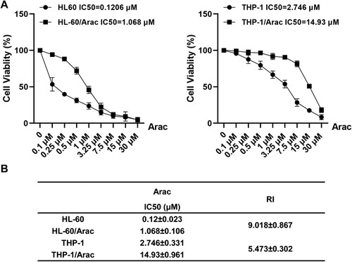 Figure 1. Establishing the AraC-resistant acute myeloid leukemia cells. A: AraC-resistant cell lines were established by increasing AraC concentrations and the viability rate of HL-60 and HL-60/AraC or THP-1 and THP-1/AraC after the treatment with different AraC doses. B: RI of HL-60/AraC and THP-1/AraC cells to AraC. RI = IC50 (AML cells/AraC) / IC50 (AML cells). Data: mean ± SEM. n = 3.