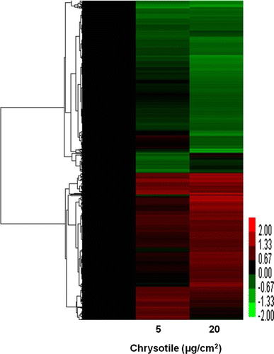 Figure 2.  Hierarchical cluster image showing the differential gene expression profiles in human bronchial epithelial cells by 5 and 20 µg/cm2 of chrysotile treatment. Rows represent genes and columns represent samples. Red and green indicate up-regulation and down-regulation, relative to the control sample, respectively, and black indicates equal expression in control.