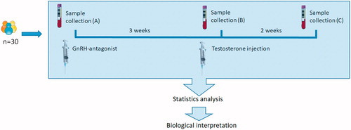 Figure 1. Subject flow of the designed human model. Thirty blood samples were collected at (A) baseline, (B) 3 weeks after the GnRH antagonist (Degeralix) had full effect and (C) 2 weeks after receiving testosterone undecanoate (Nebido®). The results in biomarkers followed were then subjected to paired statistical analysis, and the results were biologically interpreted.